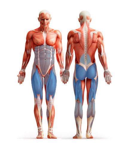 barbell-squat-muscles-used