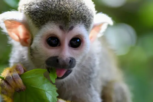 你有没有经历过“猴子跳枝”式的感情？这种恋爱趋势令人担忧，绝非可爱