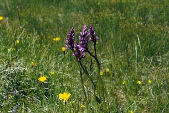 蒲公英儿童与兰花儿童：为何同一家庭中孩子差异巨大？