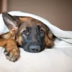 千禧一代因宠物债务面临严峻的财务挑战