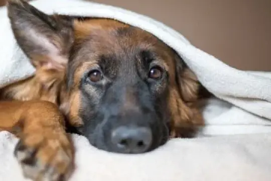 千禧一代因宠物债务面临严峻的财务挑战