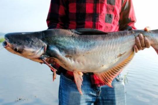 反向诱骗：最新的约会欺骗趋势及其识别方法