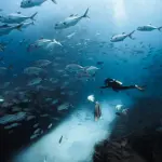 Siyam World在马尔代夫打造“沉船变珊瑚礁”潜点，助力海洋生态保护