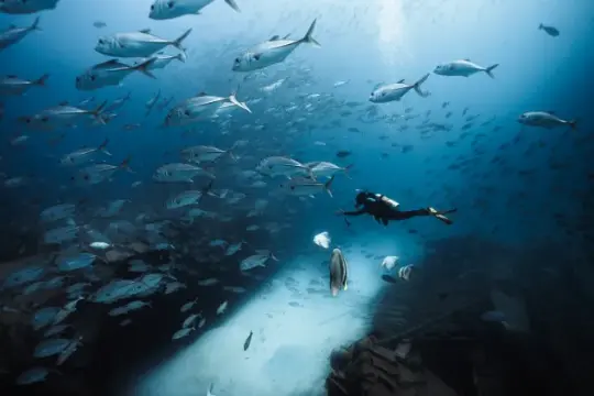 Siyam World在马尔代夫打造“沉船变珊瑚礁”潜点，助力海洋生态保护